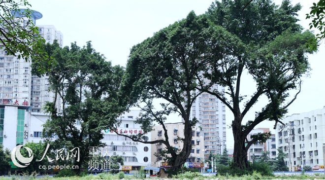 黃桷樹廣場正在建設(shè)中。王嫚 攝