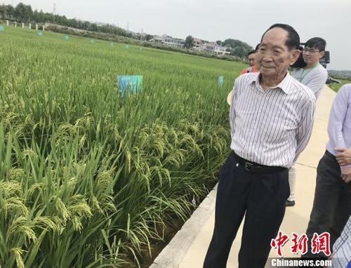 資料圖：袁隆平正在田間察看水稻生長(zhǎng)情況。 唐小晴 攝